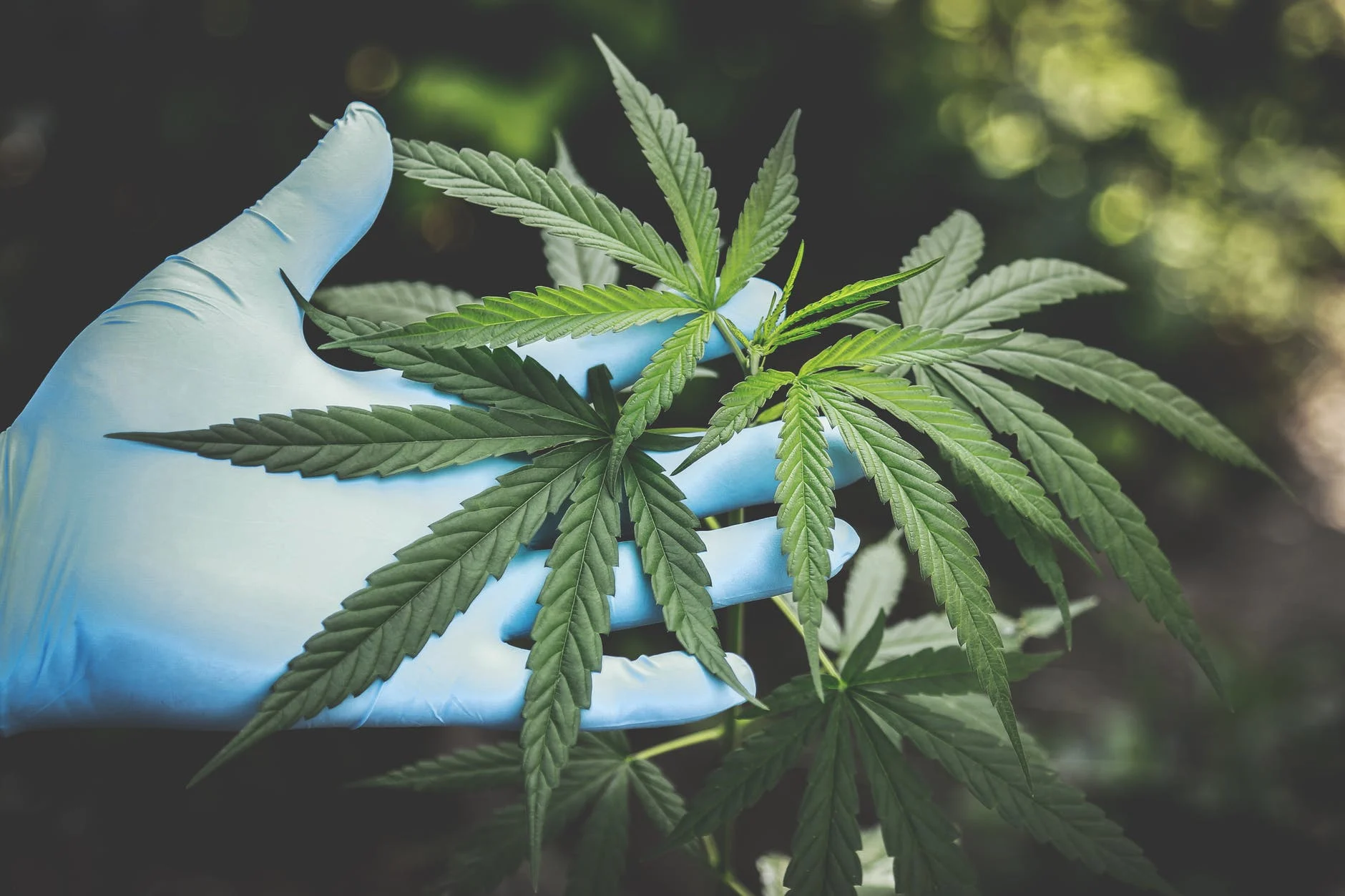 How Is the Marijuana Industry Progressing for Good?